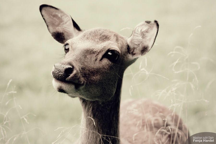 Bambi.