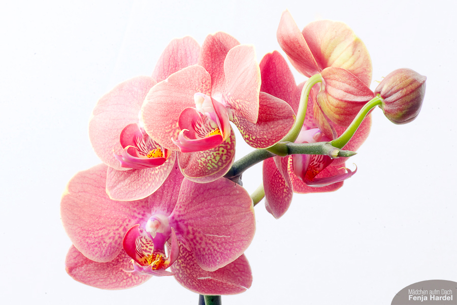 Orchidee
