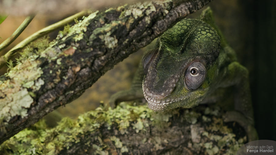 Kleiner Dino „Furci”. (Furcifer pardalis – Pantherchamäleon)